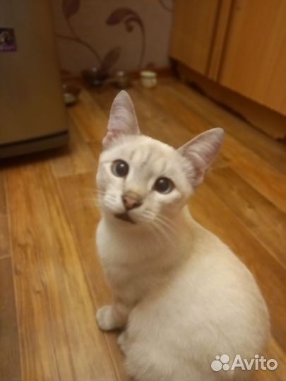 Кошка в дар