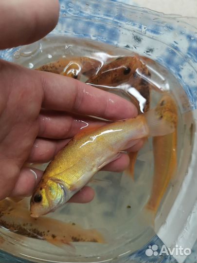 Малёк на зарыбление в пруд сеголетка амур карп лоб