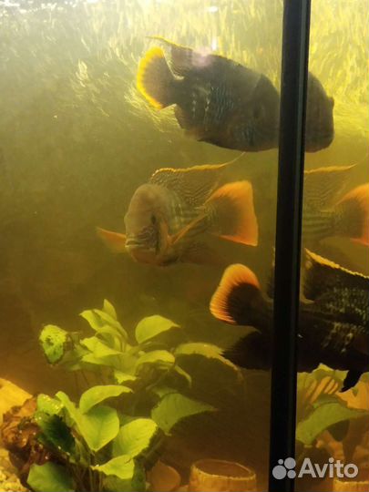 Аквариумные рыбки цихлиды