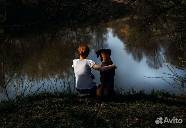 Кинолог. Зоопсихолог. Коррекция поведения собак