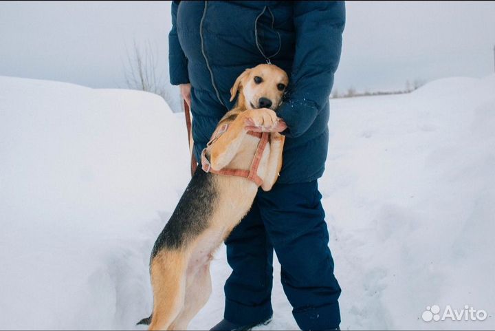 Собака в добрые руки