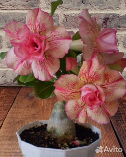 Комнатные цветы