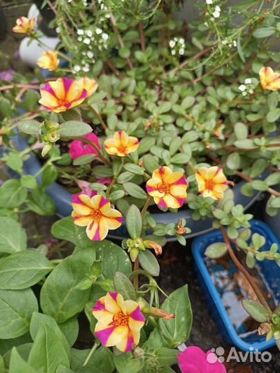 Вегетативные черенки