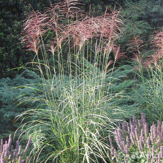 Мискантус китайский Пунктчен