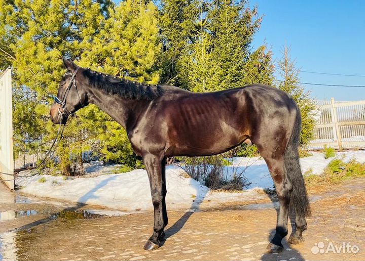 Красивый высокий мерин и пони