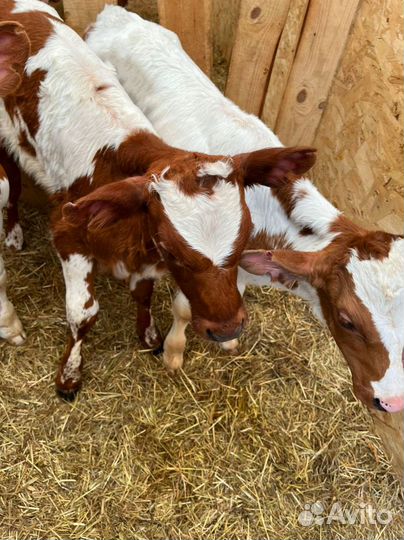 Телята бычки тёлки/ Доставка бесплатно