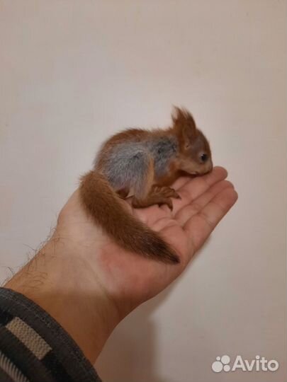 Белка бельчата ручные выкормиши
