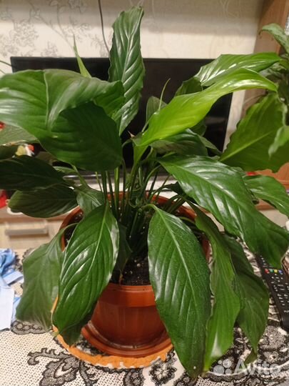 Спатифиллум