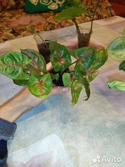 Сингониумы сортовые