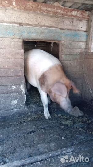 Поросята ландрас дюрок