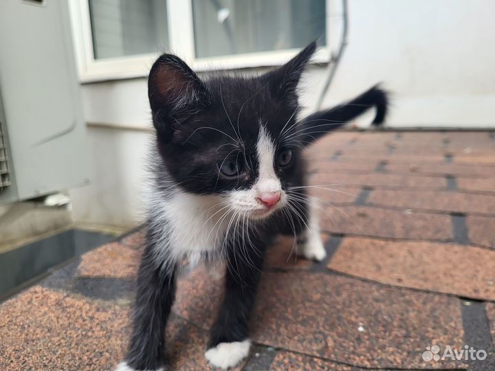 Котенок