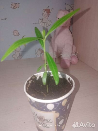 Олеандр розовый махровый
