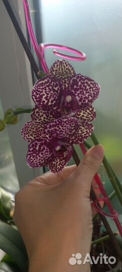 Фаленопсис Дикий кот