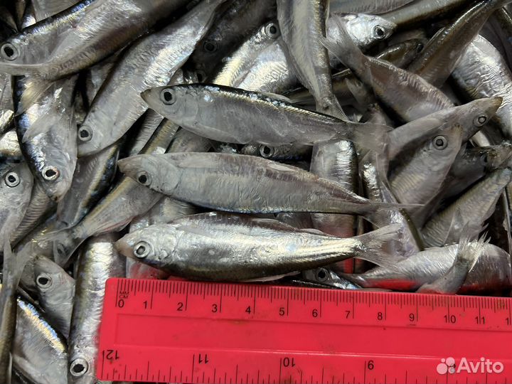 Свежая рыба тюлька мороженая