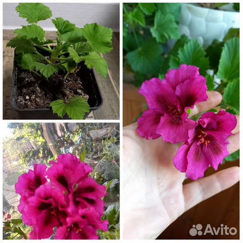 Пеларгония герань