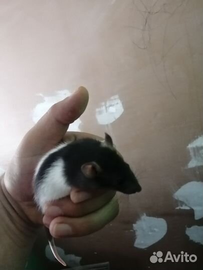 Декоративная крыса