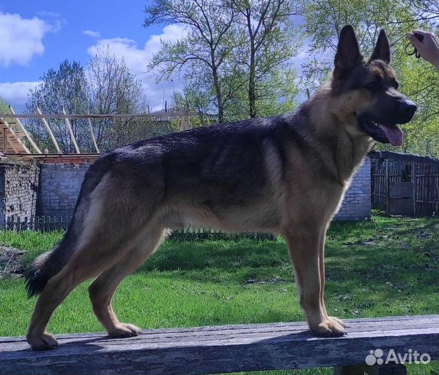 Немецкая овчарка,вязка кобель