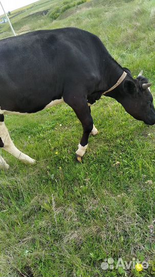 Корова телка