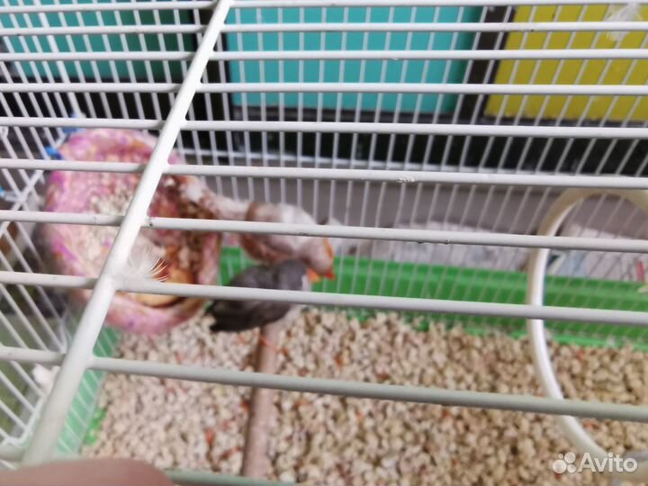 Зебровые амадины