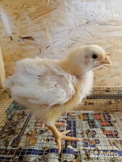 Кобб 500 Испания бройлер цыплята