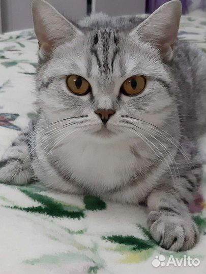 Ищем жениха)