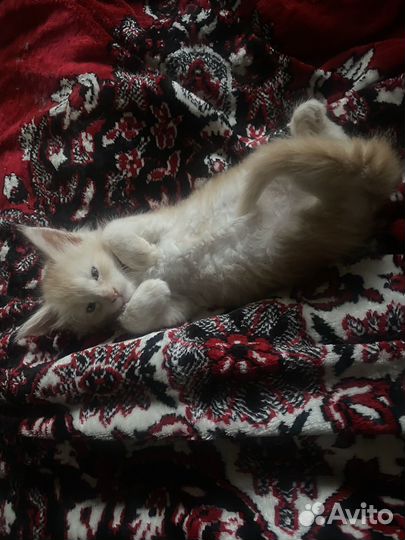 Рыжий котенок мейкун