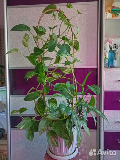 Композиции из комнатных цветов