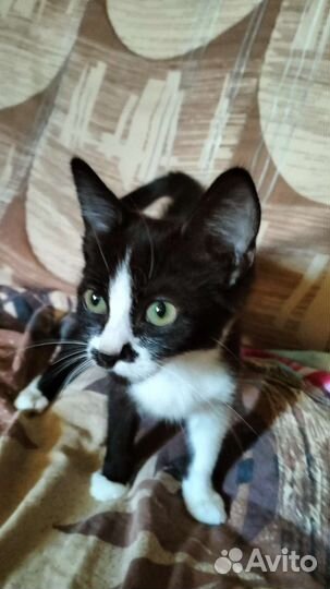 Котята в добрые руки им 5 месяцев