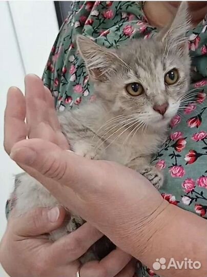 Ищем человека с добрым сердцем