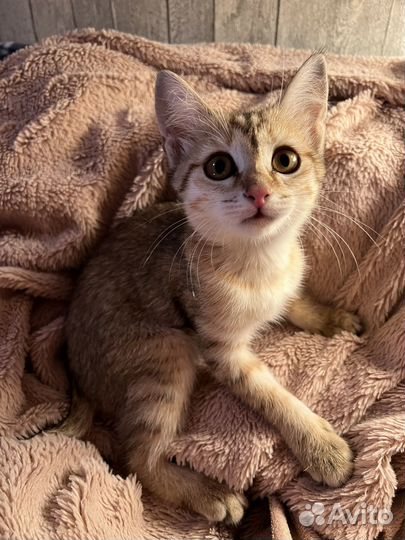 Котенок в добрые руки