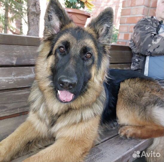 Супер Щенки немецкой овчарки длинношерстной