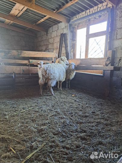 Баран крупный, 3 года