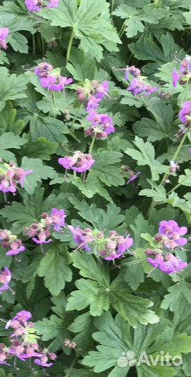 Пеларгония герань