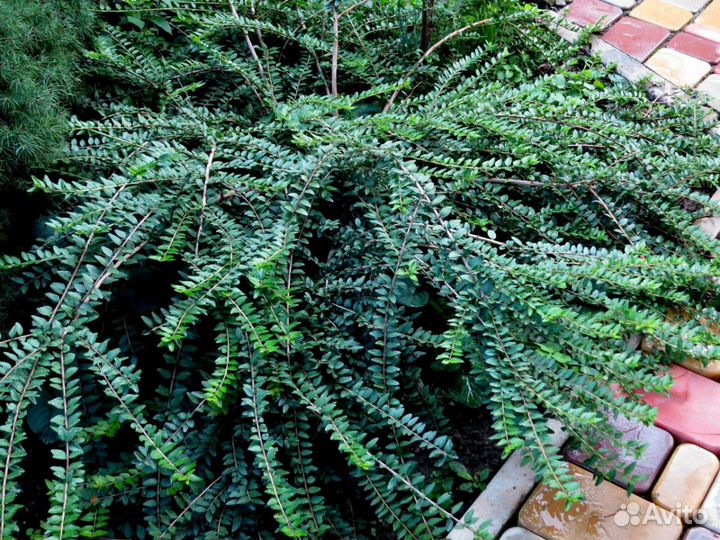 Жимолость шапочная