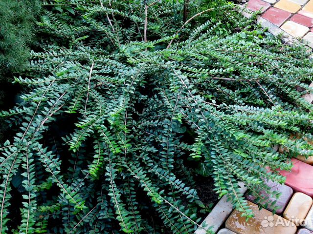 Жимолость шапочная