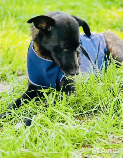 Хайди красотка ищет дом