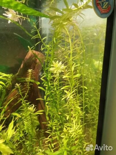 Аквариумные растения