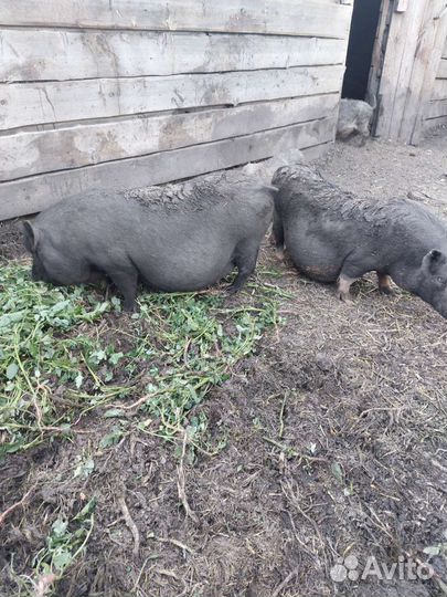 Поросята Свиноматки Кабан Свиньи