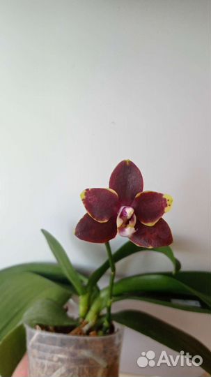 Орхидея фаленопсис Lioulin Amber x OX Red Lion