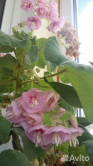 Экзотические комнатные растения