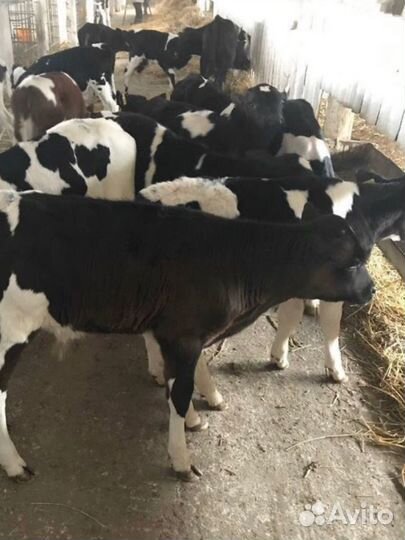 Бычки телята