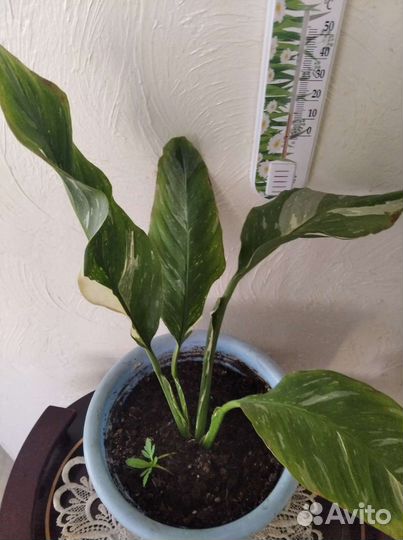 Лилия,хатиора, спатифиллум домино