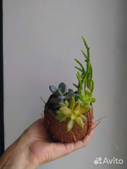 Суккулент / Очиток/ Толстянка/ Кактус