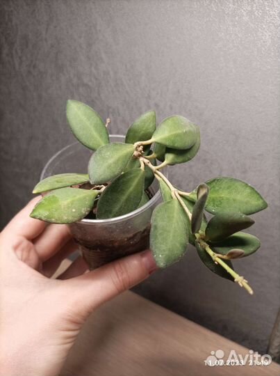 Хойи разные