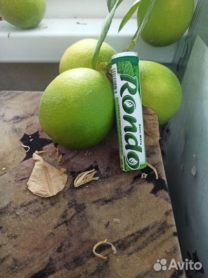 Лимонное дерево