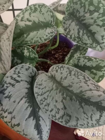 Сциндапсус пиктус треби комнатные растение