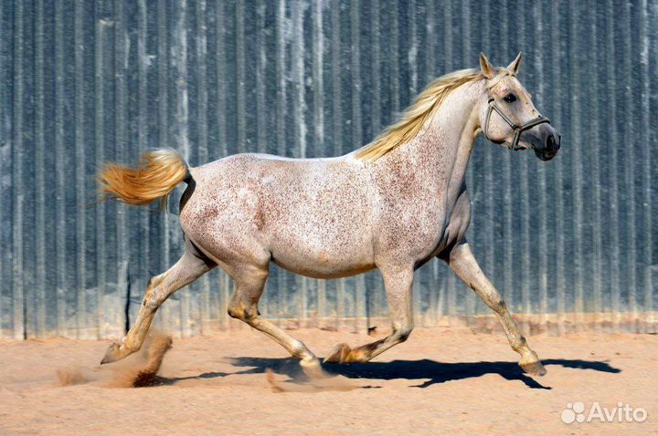 Арабские кобылы