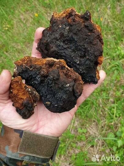 Чага березовая