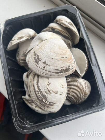 Морские ракушки раковины набор