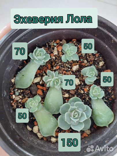 Суккуленты. Эхеверия,алоэ,граптопеталум